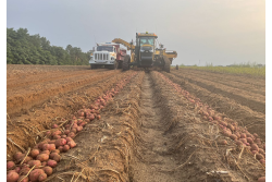 Wisconsin red potato