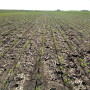 Here's a shot of the Pivot Bio test plot. This corn has been through a lot in just three weeks. Six days after planting this field we received 3 1/2 inches of rain. It was one of the hardest rains to ever hit our farm. We've had more rain at one time, but this time it came hard and quick. So far the crop looks good, but we did have water go over the top of many terraces in this field and others.  