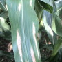 plant disease