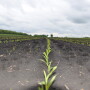 USDA has large acreage penciled in for 2020. With the sudden drop in ethanol demand, the outlook for new crop corn is also waning.