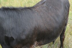 Fly season is upon us! With three major fly types, it's important to approach fly control with a variety of strategies for optimal control.