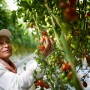 NatureSweet tomato harvest. Photo courtesy NatureSweet
