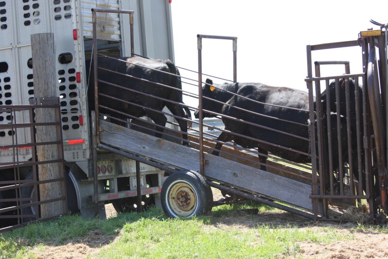 Loading Cattle