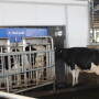 DeLaval_VMS_Robotic_Milker_Chile