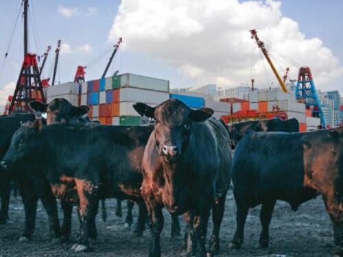 Beef exports