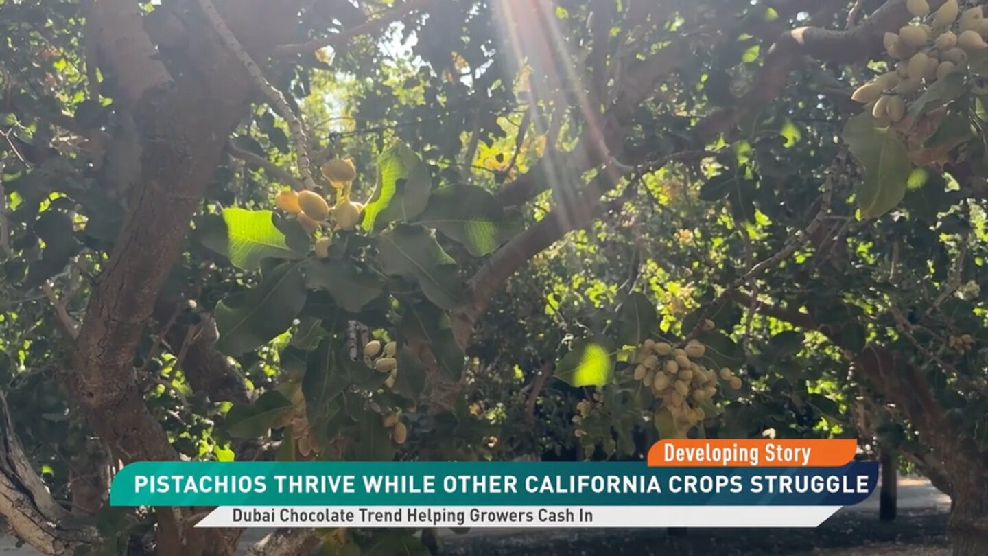 California's Pistachio Crop Could Fall Below 1 Billion Pounds, Tightening Supplies as Demand Stays Strong