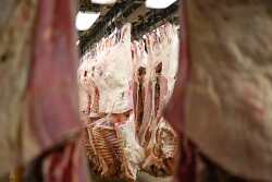 Beef carcasses.