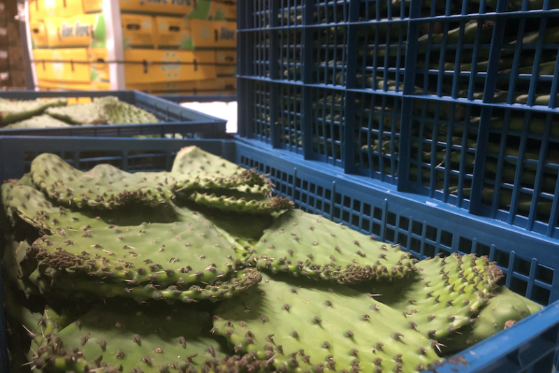 cactus in a reusable plastic container at Hunts Point Produce Market
