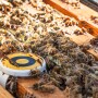 BeeHero sensor