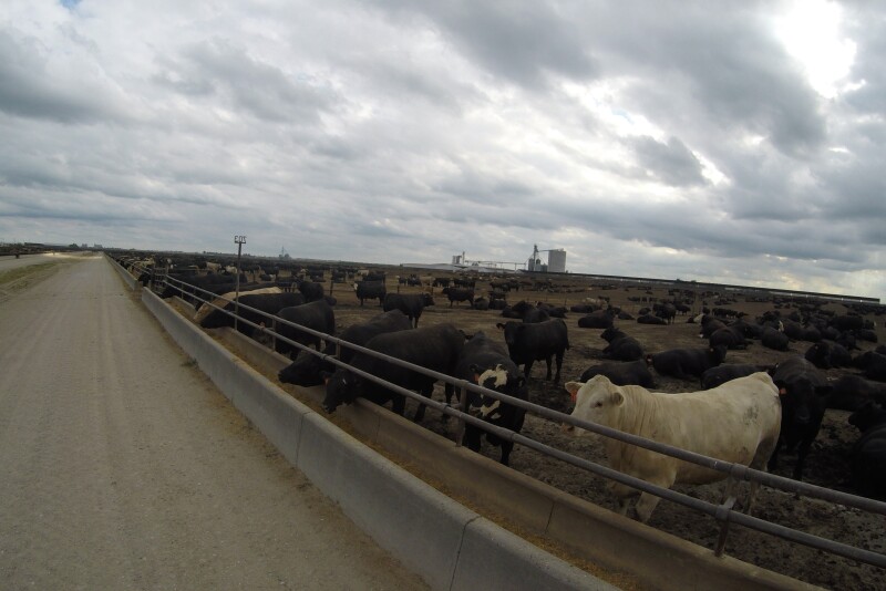 Stock photo of cattle on feed. 