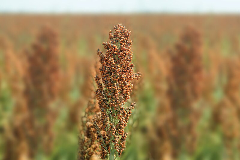 China just made a historic buy, purchasing 9% of the U.S. sorghum crop in a single week, but can the buying momentum last? Industry insiders say there are several factors at play that could help secure more sorghum purchases yet this year.