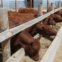 BT_Red_Cattle_Feed_Bunk