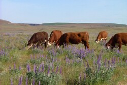 BT_Hereford_Cattle_Grazing