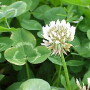 white_clover