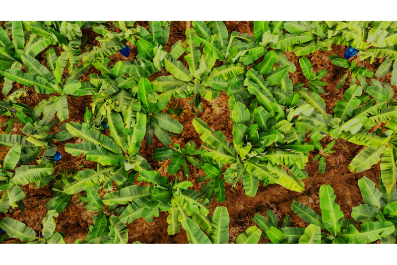 chiquita field down 