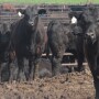 feedlot steers