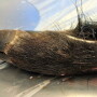 Wild Boar Foot 