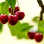 Cherries hanging from a tree