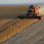 Soybean field during harvest