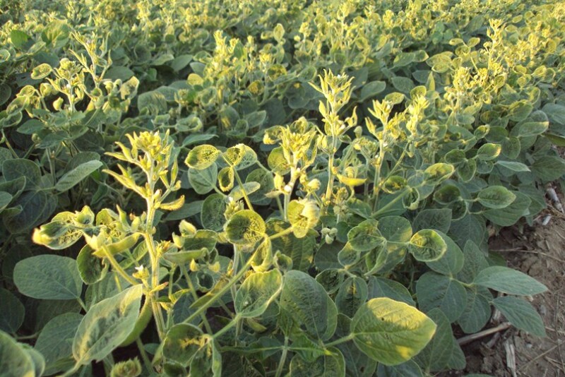 dicamba