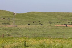 Summer grazing horzB.jpg