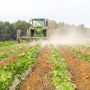 Sweetpotato harvest in North Carolina