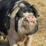 20150917_pasturepigs_pig300