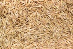 oats