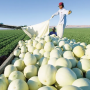 Turlock Fruit Co. Inc. melon harvest