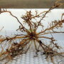 F11006 A nematode