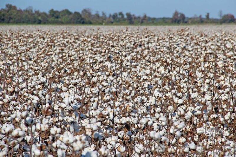 A technological push steered by Cotton Incorporated aims to deliver automated harvest via fleets of swarm robots within 10 to 15 years.