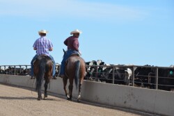 BT_Feedlot_Cowboys_Cattle