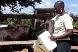 Nestle_-_Africa_dairy