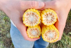 corn sample