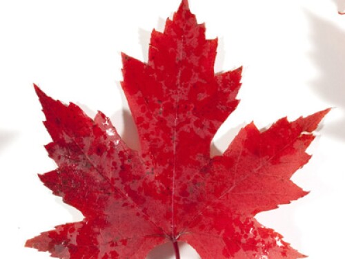 CANADA-maplesleaves.jpg