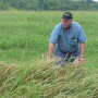 Cogongrass