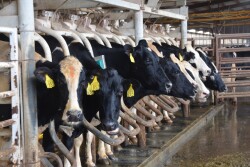 Even seasonal changes in day length can affect milk production, ranging from 5 lb/cow/day in the northern United States to 8 to 9 lb/day in the south.