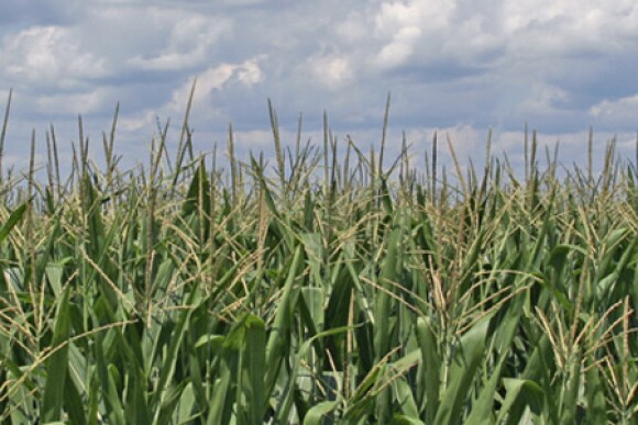 Corn_field_sun