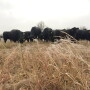 BT_Ice_Cattle_Winter