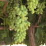 Pristine green seedless grapes