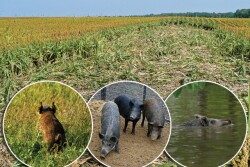 At least 6.3 million wild pigs populate 39 states. Prolific breeding demands 50% to 75% of the population must be killed each year to keep the situation in check.