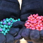 Seed