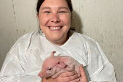Abby Kornegay