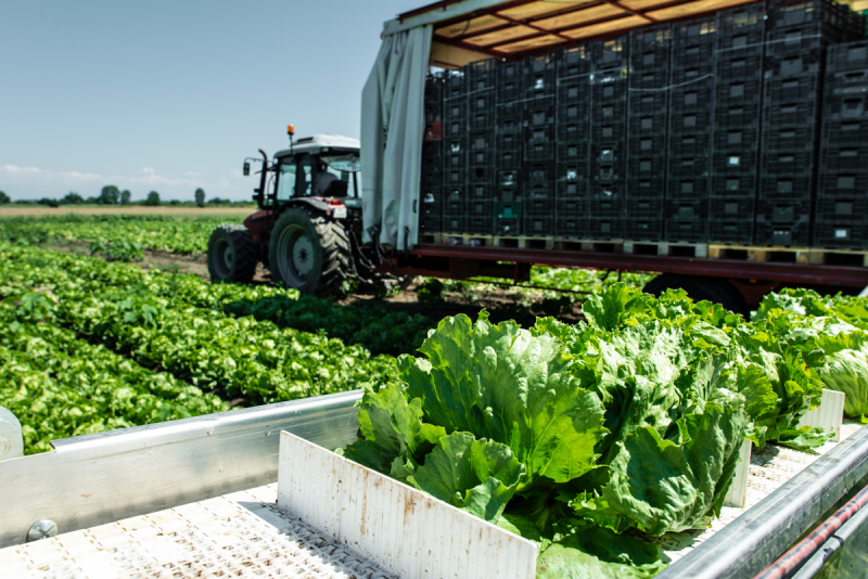 Lettuce harvest