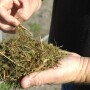 forage