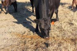 cow_feed_UNL_Troy_Walz