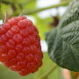 Summer berry season