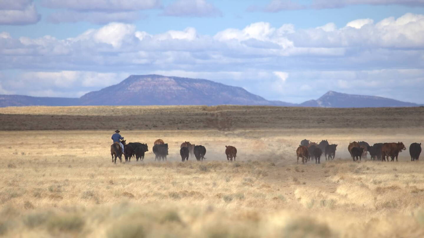 Texas Ranchland Surges 25% - Pro Farmer