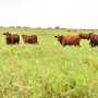 Santa Gertrudis cattle