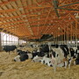 hotter cowsDTmay11